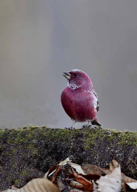 オオマシコ♂9660-01