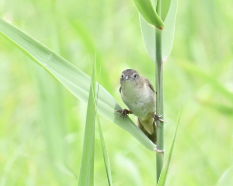 オオセッカ9594