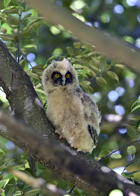 トラフズクのヒナ7569
