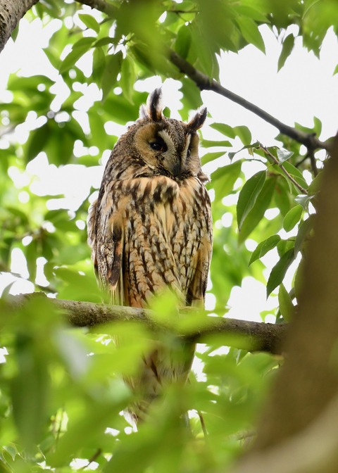 トラフズク♀1094