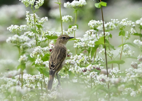 ノビタキ♀7014