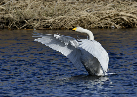 オオハクチョウ8628