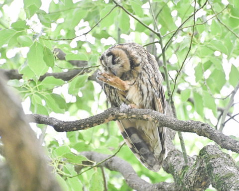 トラフズクの♀親4816