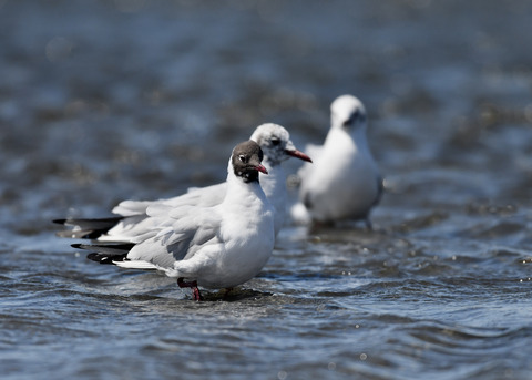 ユリカモメ夏羽9146