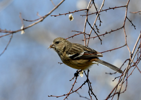 ベニマシコ♀1233