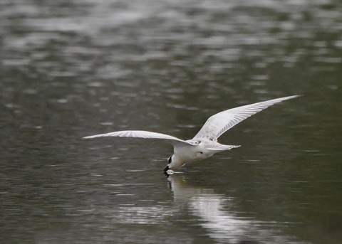 クロハラアジサシ2897