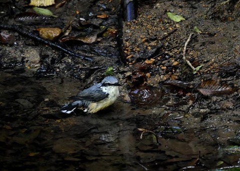 コ゜シ゜ュウカラ7728