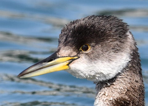 アカエリカイツブリ2968