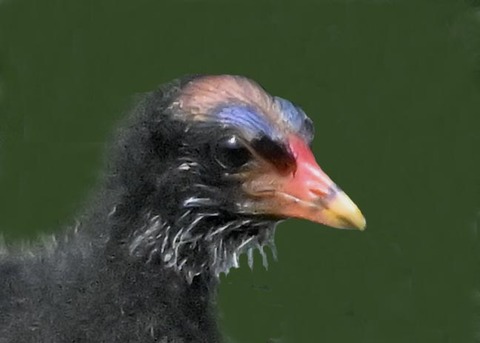 バンのヒナ9003