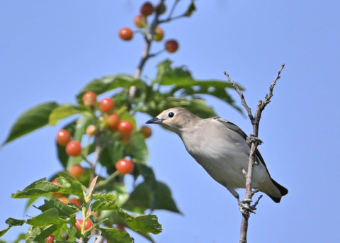 コムクドリ♀5270