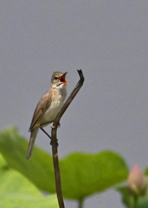 オオヨシキリ1789