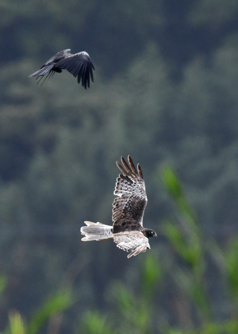 ズグロチュウヒ3479