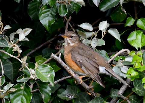 マミチャジナイ1S♀0326