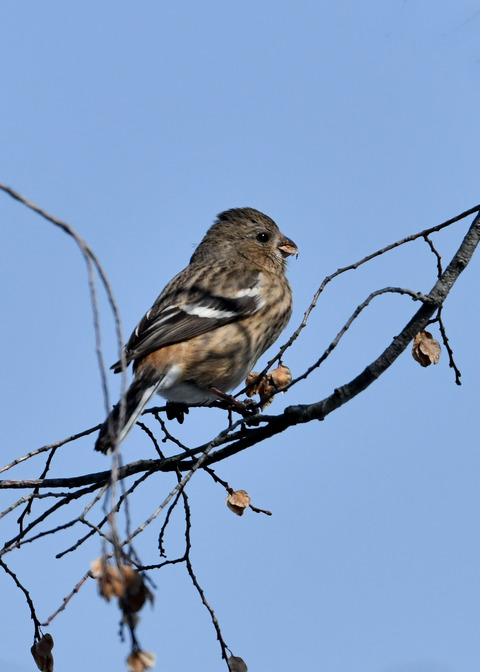 ベニマシコ♀3965