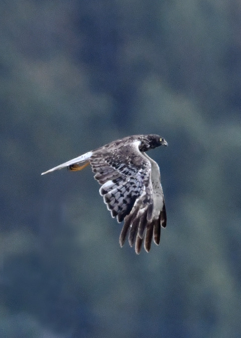 ズグロチュウヒ3432