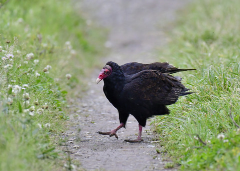 ヒメコンドル0643