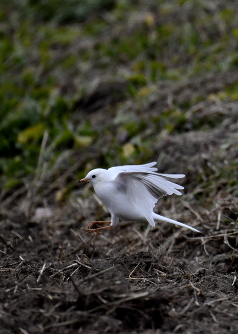 飛ぶ・白化ハクセキレイ7642
