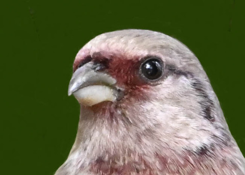 ベニマシコ♂6000