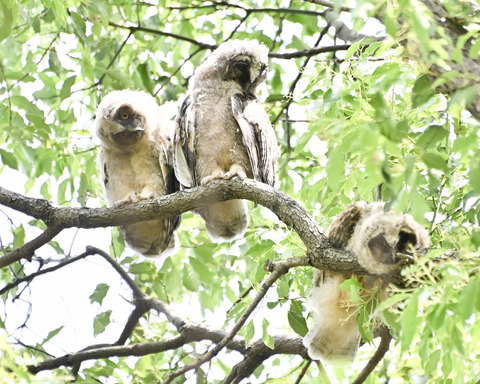 トラフズクの雛③4483