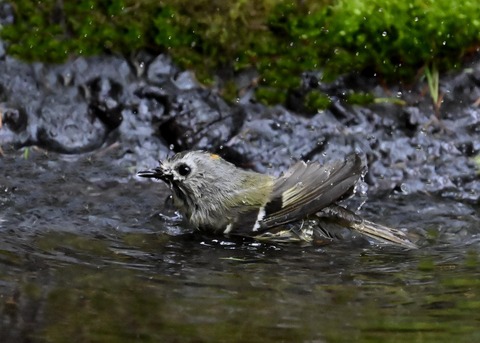 キクイタダキ♂1043