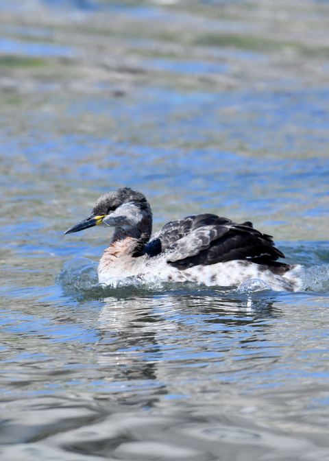 ｱｶｴﾘｶｲﾂﾌﾞﾘ7631