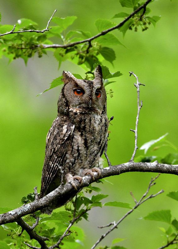 野口洪志の野鳥日記