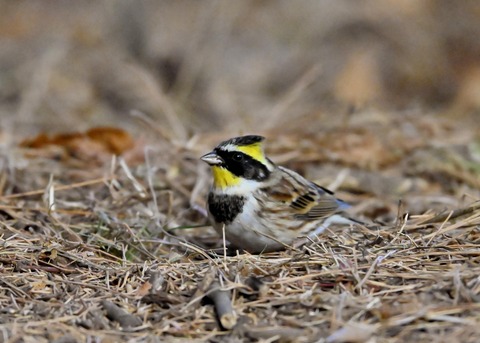 ヤマホオジロ♂6188