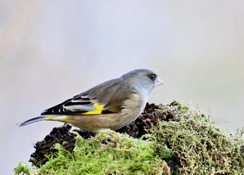 オオカワラヒワ7955