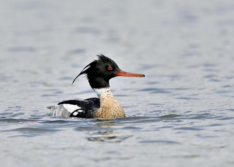 ウミアイサ♂6589