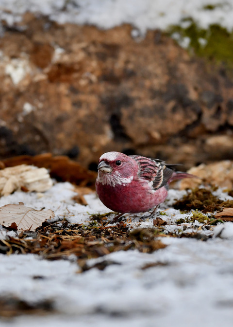 オオマシコ♂3261