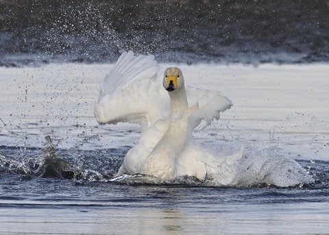 オオハクチョウ4024