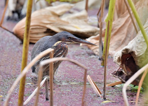 タカサゴクロサギ9800○
