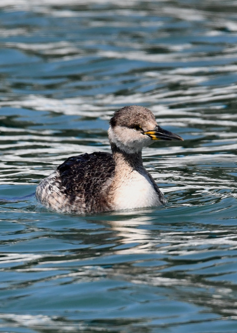 ｱｶｴﾘｶｲﾂﾌﾞﾘ6301