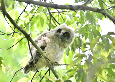 トラフズクのヒナ2078