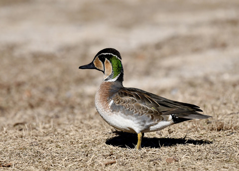 トモエガモ♂1400◎