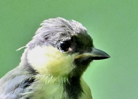 シジュウカラ幼鳥6001