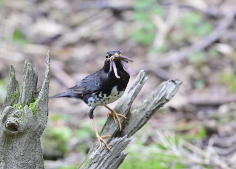 クロツグミ♂8441