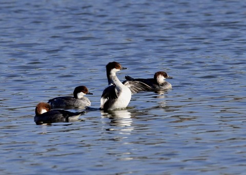 ミコアイサ♀0872