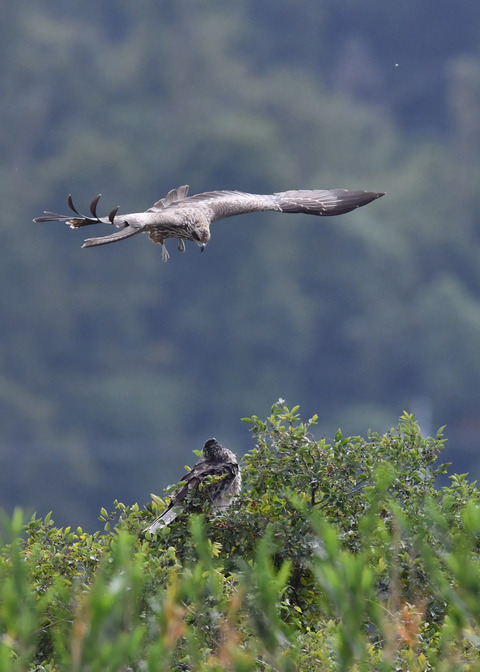ズグロチュウヒ3291