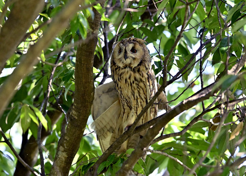 トラフズク♂3224