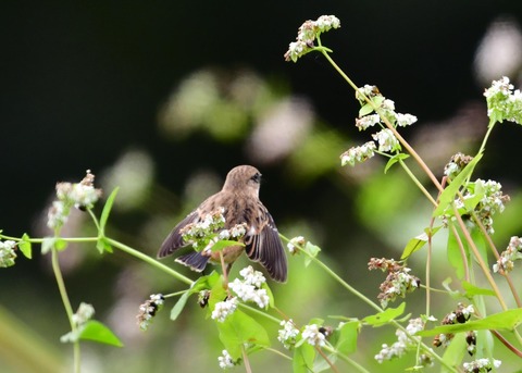 ノビタキ♀冬羽4016