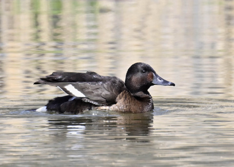 アカハジロ♀3861