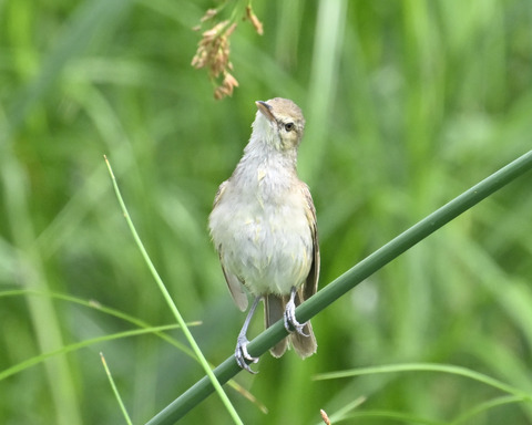 オオヨシキリ7426