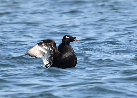 ビロードキンクロ♂0842