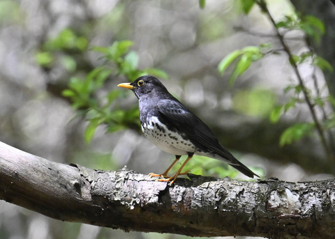 クロツグミ♂3565