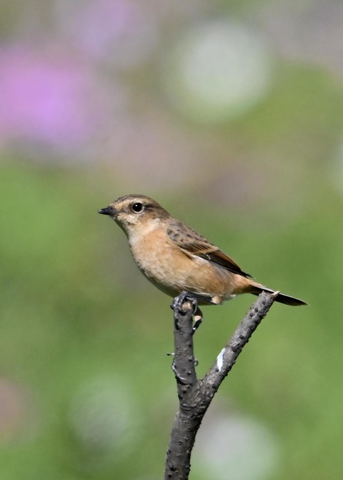 ノビタキ♀1498