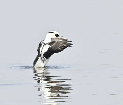 羽ばたくミコアイサ♂4880