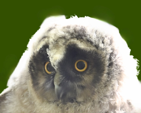 トラフズクの雛②3000