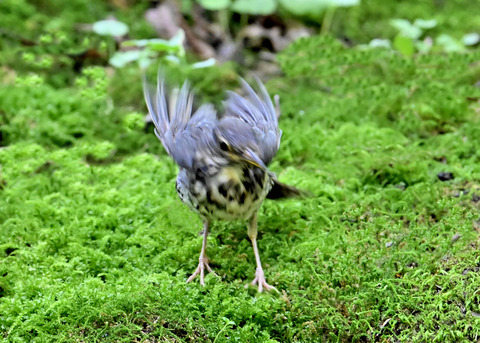 クロツグミ♂幼鳥5536