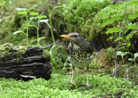 クロツグミ♀1137